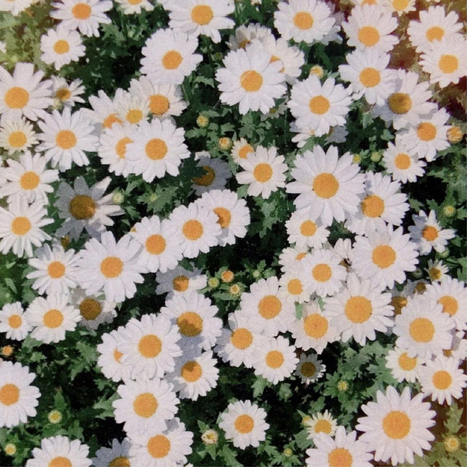김나리 — Like a Flower (With 우수현 & 윤예준)