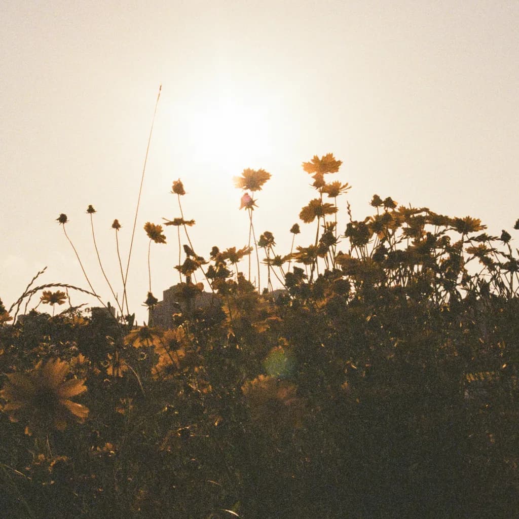 조수현 — 그림자
